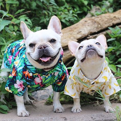 clothes for french bulldogs only.